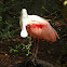 Roseate spoonbill