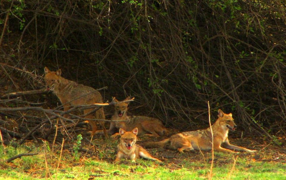 Golden jackal