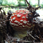 Fly agaric