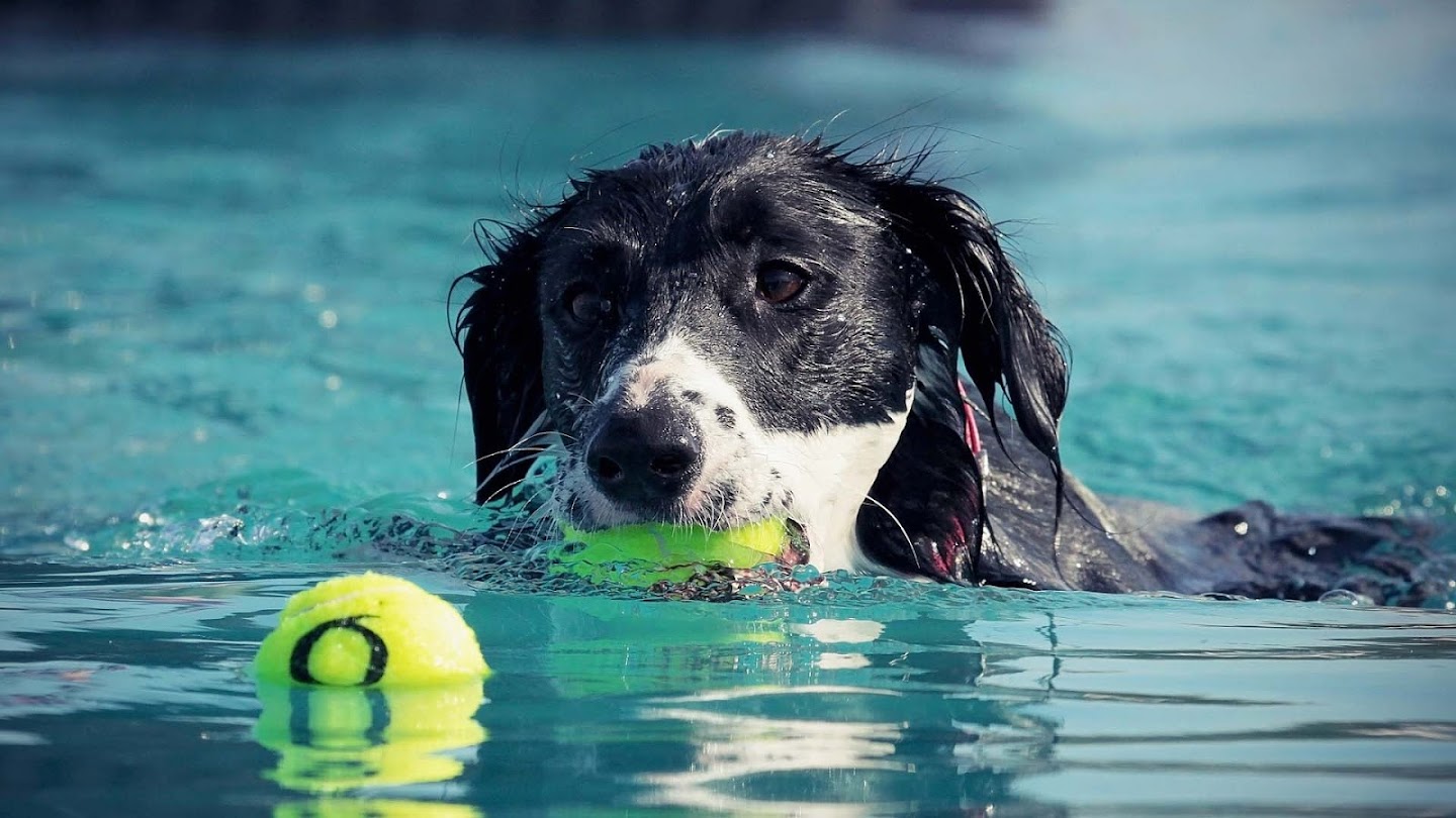 Watch The Masters Agility Championship at Westminster live