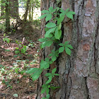 Virginia Creeper