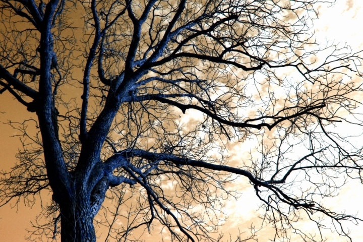 Albero spoglio con variazioni fredde di Anny C