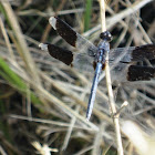 Band-winged Dragonlet