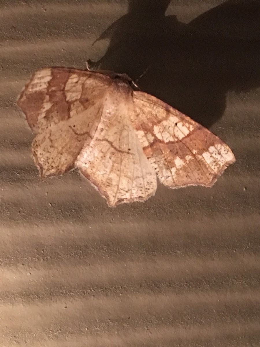 Horned Spanworm Moth