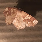 Horned Spanworm Moth