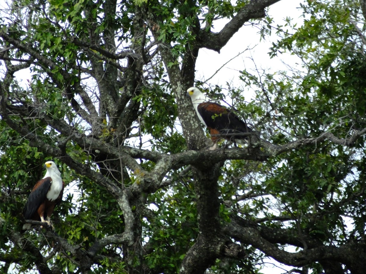 Fish Eagle pair & nest