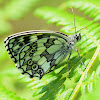 Marbled White (Aberration Addenda)