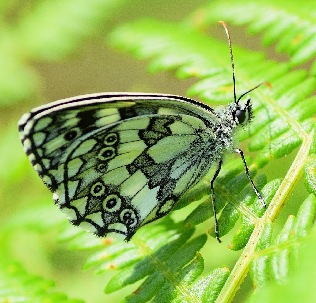 Marbled White (Aberration Addenda)