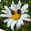 Oxeye Daisy