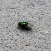 Green Bottle Fly