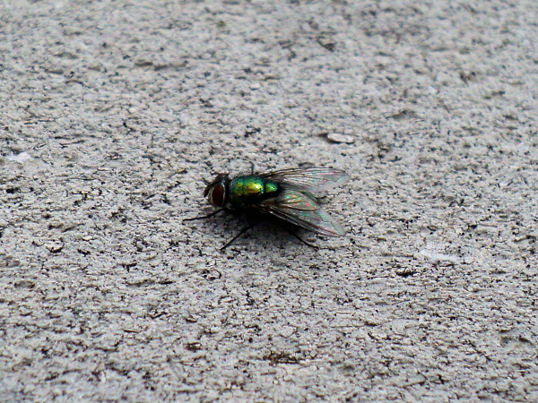 Green Bottle Fly