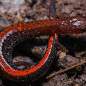 Southern Zigzag Salamander