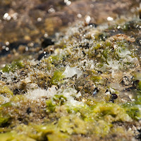 Granchio nascosto di 