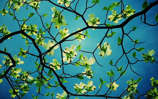 Spring Blossoms Against the Sky Preview 1