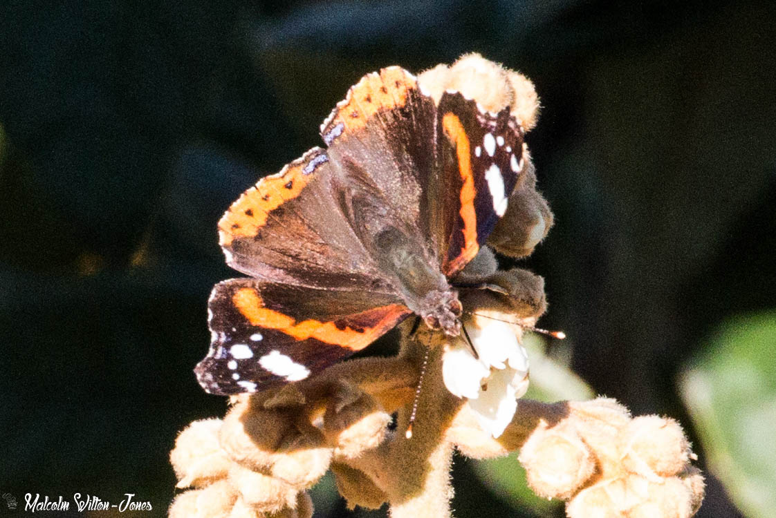 Red Admiral