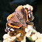 Red Admiral