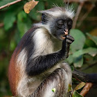 Colobo rojo de Zanzíbar (Zanzibar red colobus)