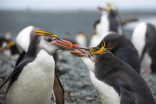 Rockhopper penguins on Macquarie Island, a UNESCO World Heritage Site in the South Pacific. 