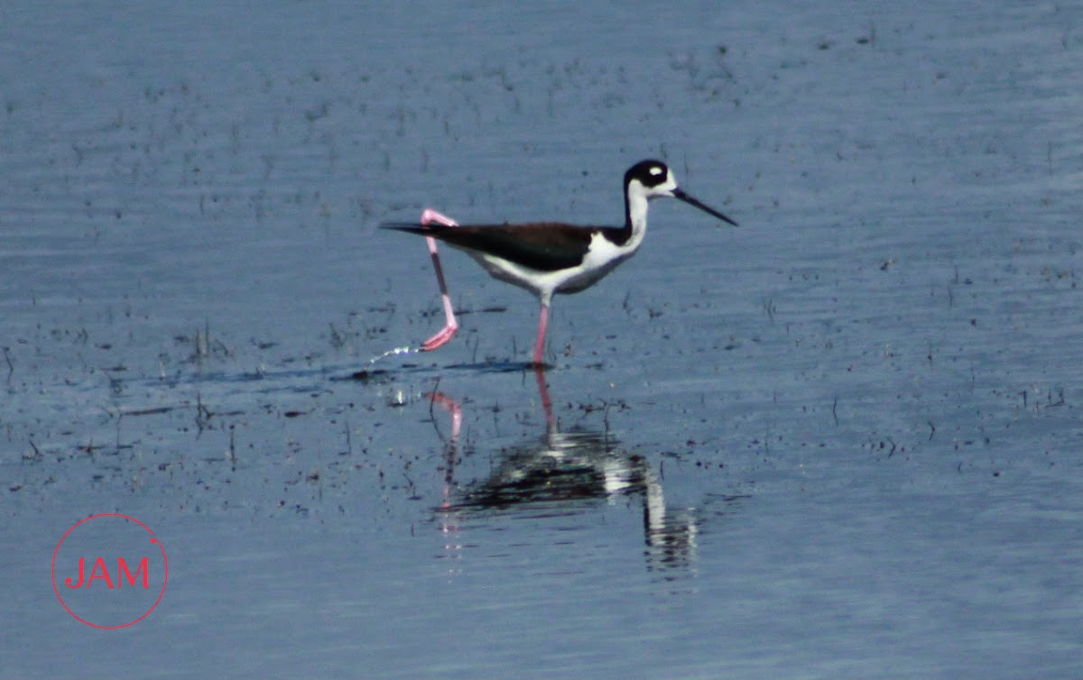 Black-necked Stilt