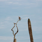 Red-shouldered Hawk