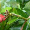 Common Tit caterpillar