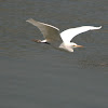 Cattle Egret In Flight