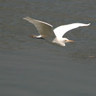 Cattle Egret In Flight