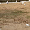 West African Fiddler Crab