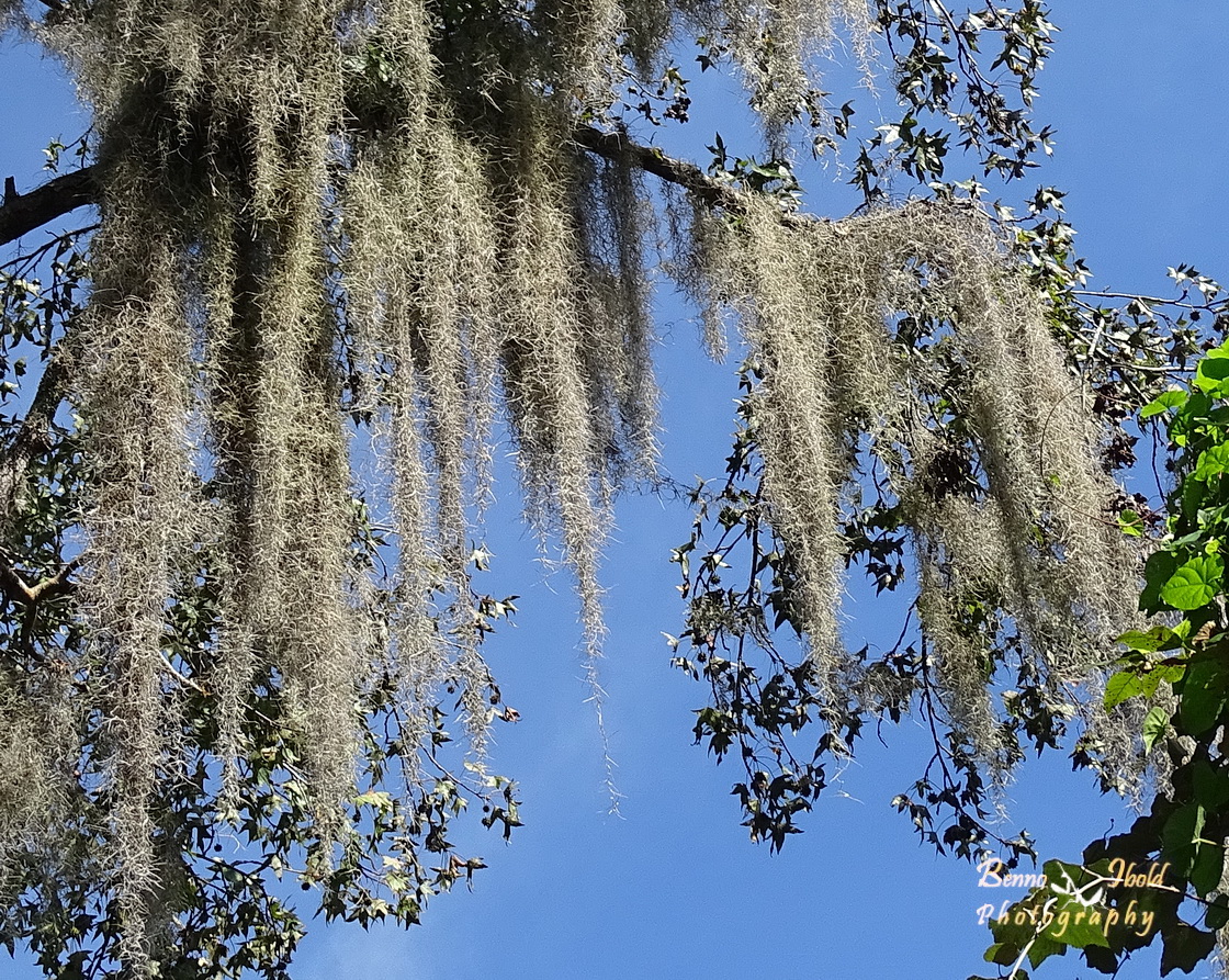 Spanish moss