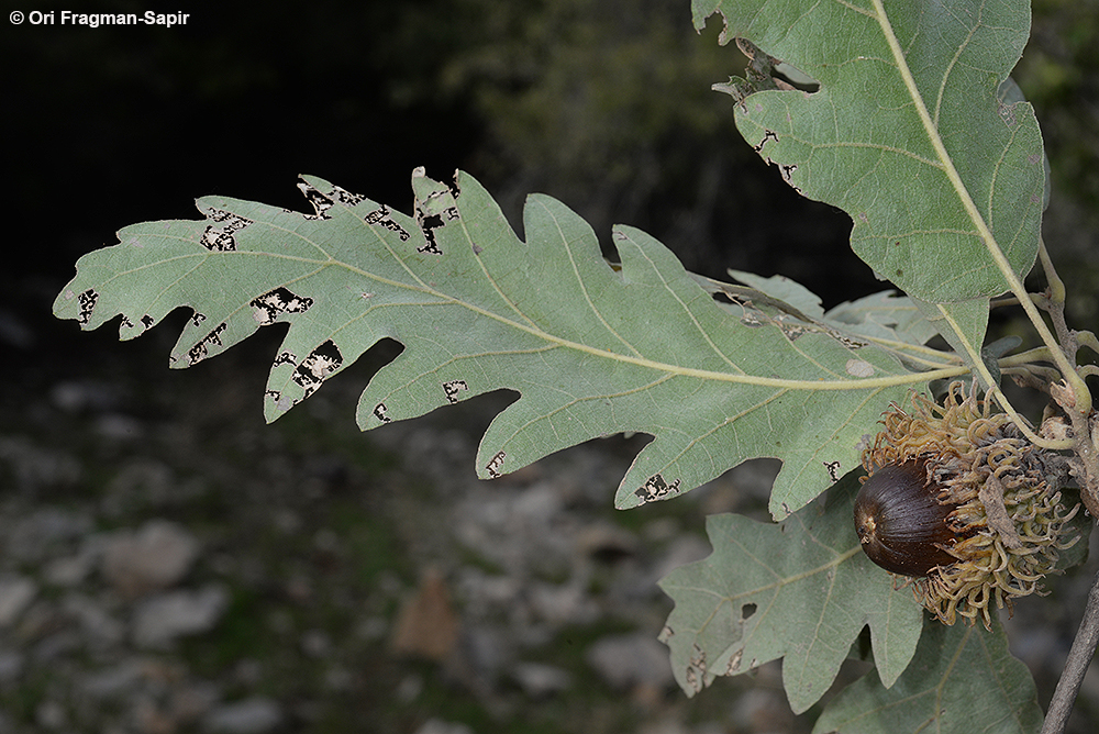 Turkish Oak