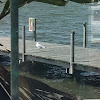 Yellow-legged gull