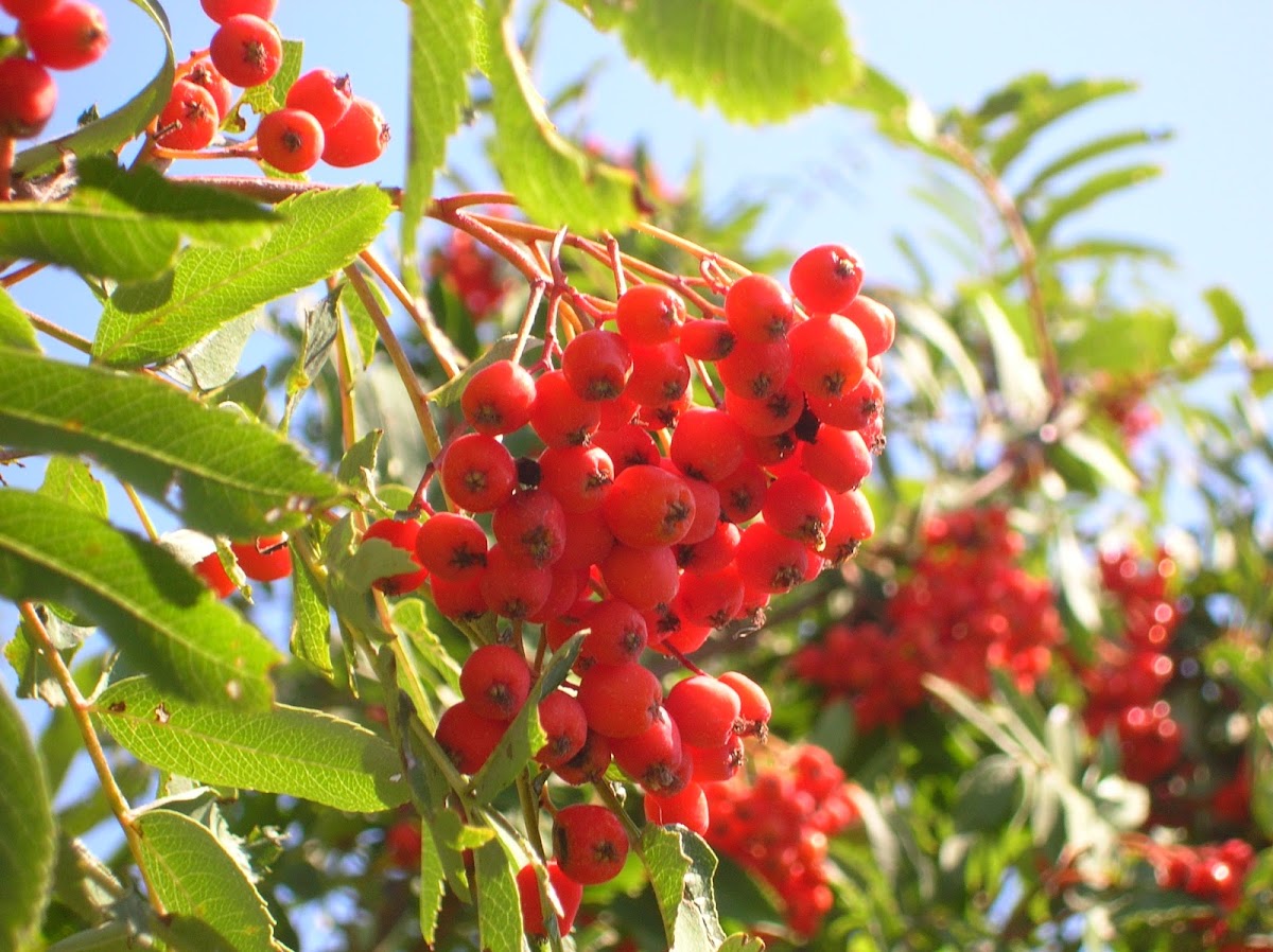 Rowan ; Mountain-ash / Рябина обыкновенная