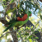 Red-winged Parrot (male)