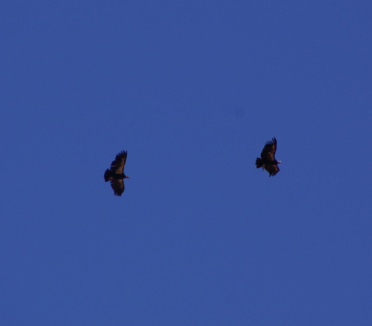 California Condor