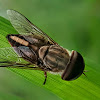 Horse Fly