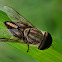 Horse Fly