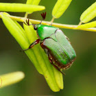 Green Flower Chafer Beetle