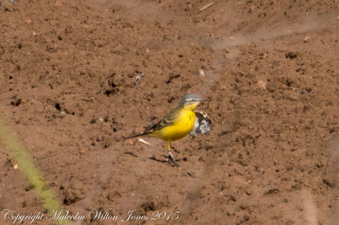 Yellow Wagtail; Lavandera Boyera