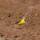 Yellow Wagtail; Lavandera Boyera