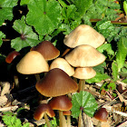 mushrooms