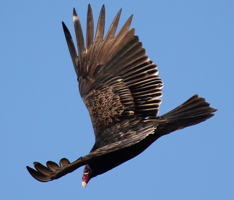 Turkey Vulture