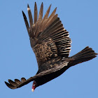 Turkey Vulture