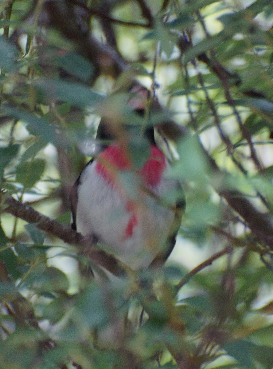 Rose-breasted Grosbeak