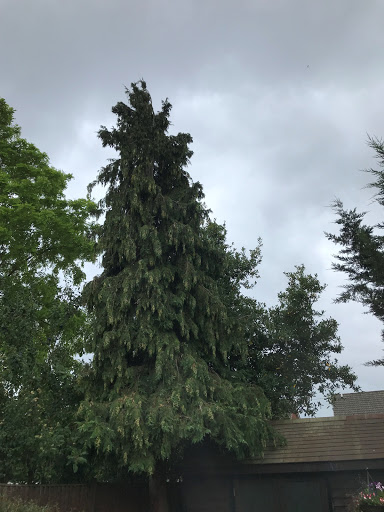 We removed this conifer tree to create more space and light to also expose the bay tree 