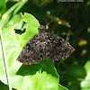 Violaceus Bent-Skipper