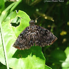 Violaceus Bent-Skipper