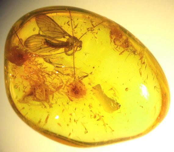 amber with insect Baltic region