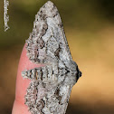 Geometrid Moth