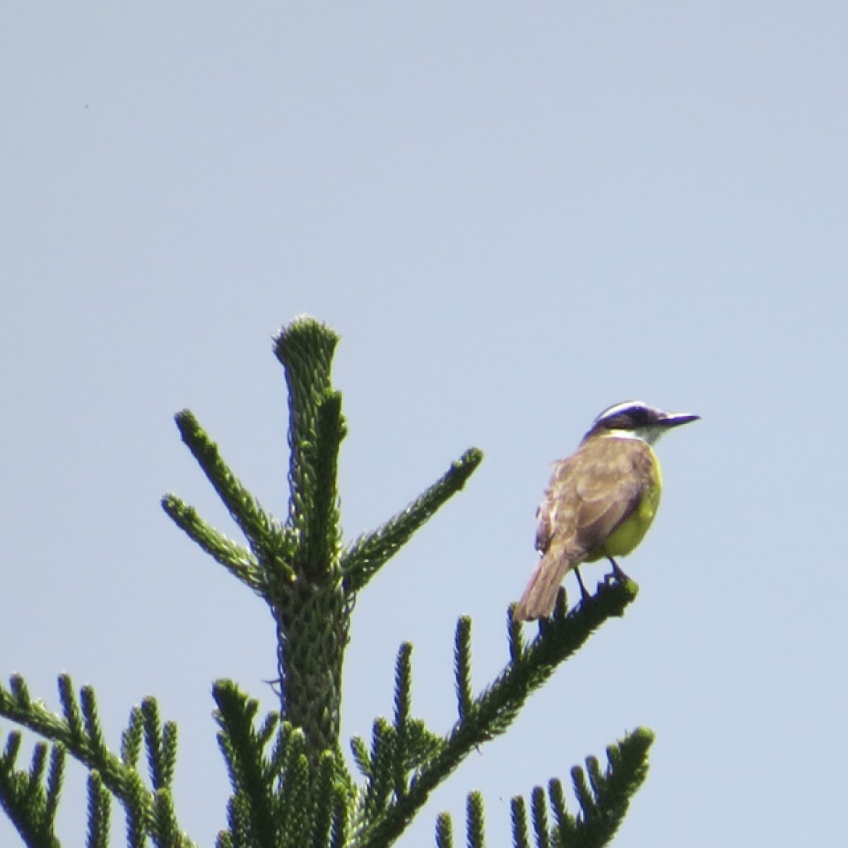 Great kiskadee