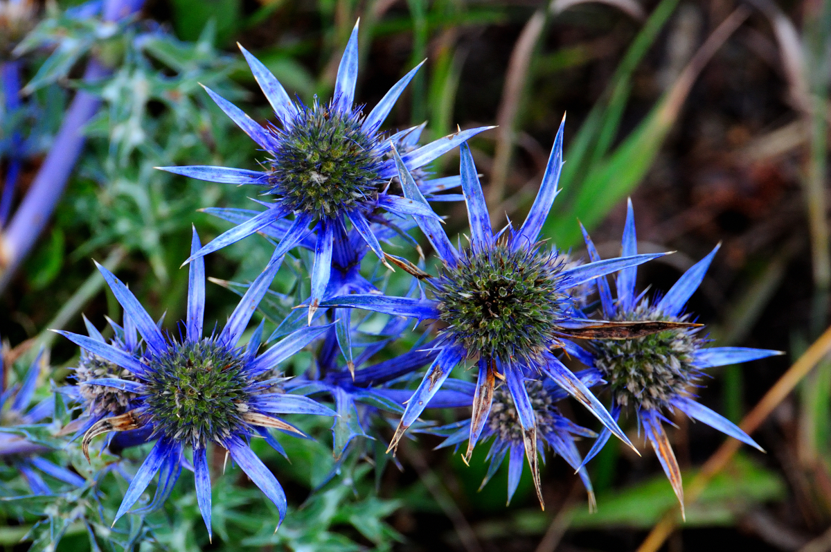 Mediterranean sea holly; Cardo panical